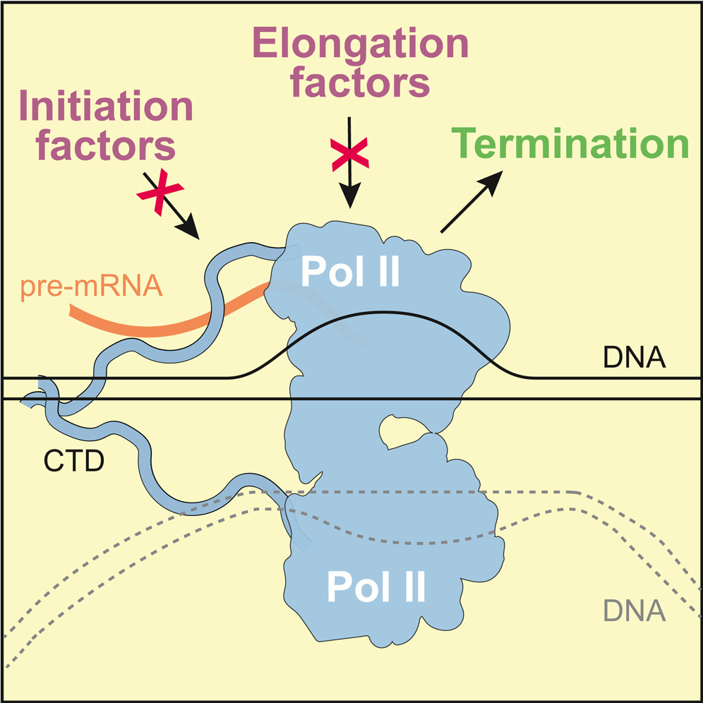 Image for A direct interaction between CPF and RNA Pol II links RNA 3' end processing to transcription