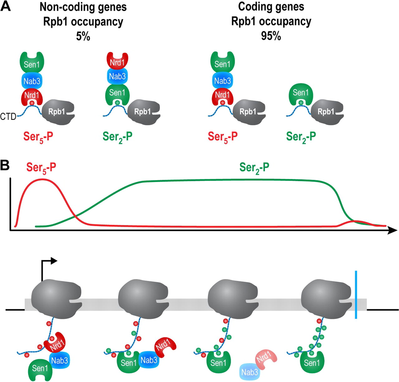 Image for Interactions of Sen1, Nrd1, and Nab3 with multiple phosphorylated forms of the Rpb1 C-terminal domain in Saccharomyces cerevisiae