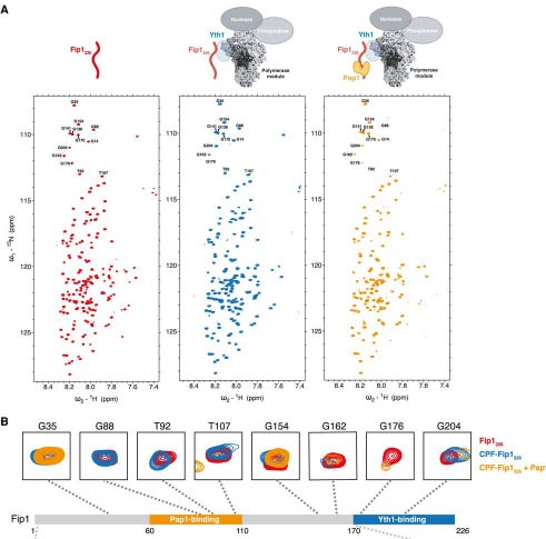 Image for Dynamics in Fip1 regulate eukaryotic mRNA 3' end processing