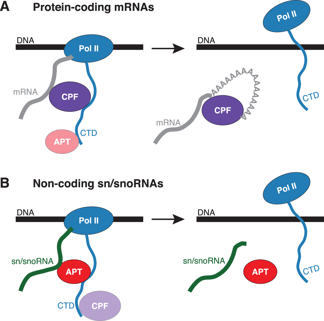 Image for The APT complex is involved in non-coding RNA transcription and is distinct from CPF