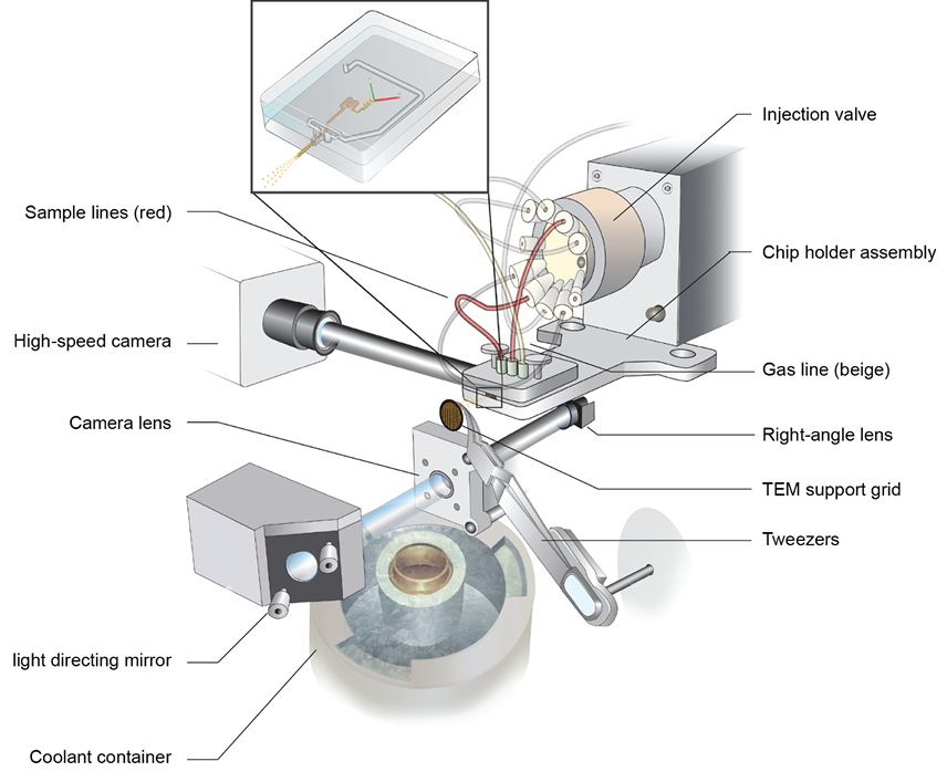 Image for Chronobot: Deep learning guided time-resolved cryo-EM captures molecular choreography of RecA in homology search