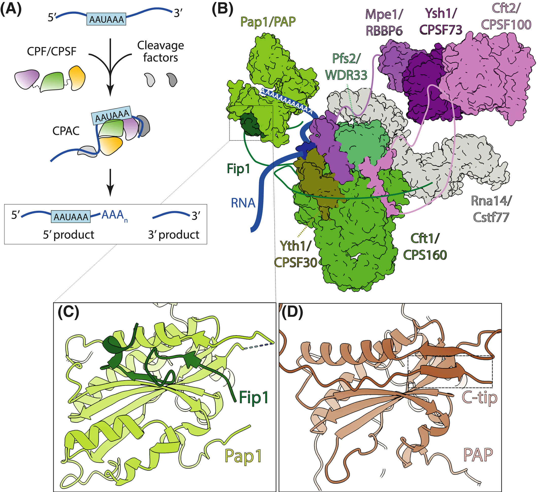 Image for Birth of a poly(A) tail: mechanisms and control of mRNA polyadenylation