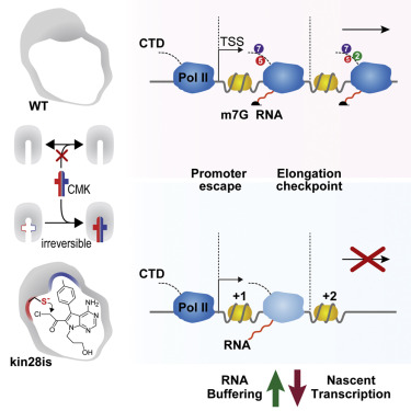 Image for Engineered Covalent Inactivation of TFIIH-Kinase Reveals an Elongation Checkpoint and Results in Widespread mRNA Stabilization