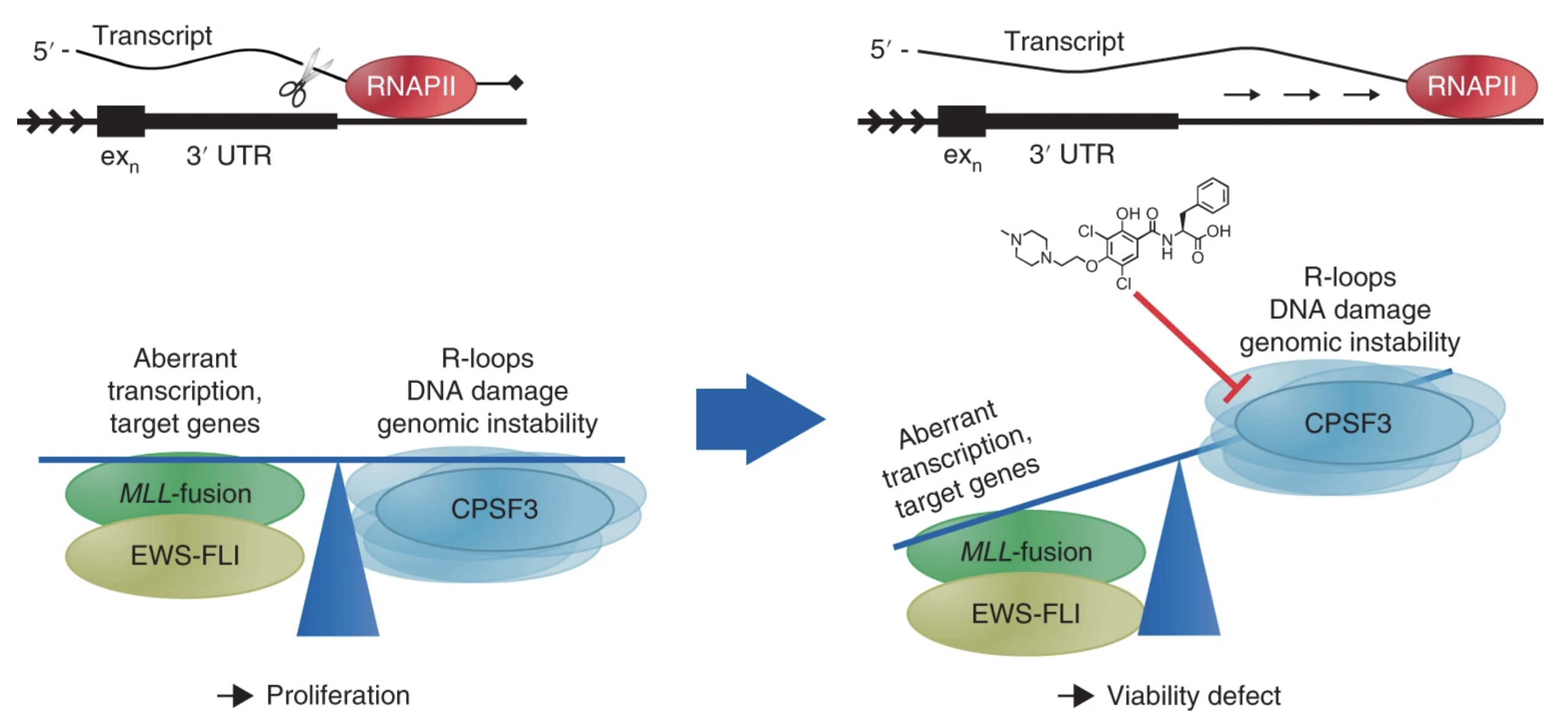 Image for CPSF3-dependent pre-mRNA processing as a druggable node in AML and Ewing's sarcoma